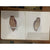 Portfolio of South African Owls - Claude Gibney Finch-Davies