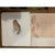 Portfolio of South African Owls - Claude Gibney Finch-Davies
