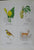 Nasionale En Provinsiale Simbole en flora en fauna-embleme van die Republiek van Suid-Afrika by F.G. Brownell