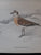 The Birds of Southern Africa Finch-Davies, Claude Gibney (artist), Alan Kemp and others (text)