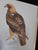 The Birds of Prey of Southern Africa Kemp, Dr. Alan C. (Text) + Finch-Davies, Claude Gibney (Illustrations)