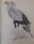 The Birds of Prey of Southern Africa Kemp, Dr. Alan C. (Text) + Finch-Davies, Claude Gibney (Illustrations)