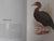 Gamebirds & waterfowl of southern Africa: A collection of 68 water-colours by Finch-Davies, Claude Gibney