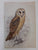 The biography of Claude Gibney Finch-Davies, 1875-1920: Observer, student and highly skilled illustrator of Southern African birds by Kemp, A. C
