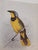 The biography of Claude Gibney Finch-Davies, 1875-1920: Observer, student and highly skilled illustrator of Southern African birds by Kemp, A. C