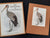 The Bird Paintings of C.G. Finch-Davies by Finch-Davies, Claude Gibney
