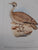 The Bird Paintings of C.G. Finch-Davies by Finch-Davies, Claude Gibney