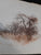 Cora Coetzees Namibia by Coetzee, Cora