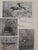The Levinson collection: Being the Olga and Jack Levinson collection of S.W.A./Namibian art (Publications of the Art Archives) by Andreae, Heilwig