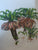 Cycads of Africa by Goode, Douglas