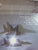 McDonnell Douglas F-15 Eagle by Davies, Peter