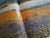 Namaqualand - Garden of the Gods by Patterson, Freeman