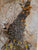 Namaqualand - Garden of the Gods by Patterson, Freeman