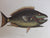 Classic Natural History Prints : Fish By S. Peter Dance And Geoffrey N. Swinney