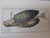 Classic Natural History Prints : Fish By S. Peter Dance And Geoffrey N. Swinney