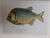 Classic Natural History Prints : Fish By S. Peter Dance And Geoffrey N. Swinney