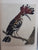 Classical Natural History Prints: Birds By S. Peter Dance