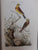Classical Natural History Prints: Birds By S. Peter Dance