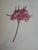 Arabella Roupell. Pioneer Artist of Cape Flowers. Limited Edition 493/625 by Allan Bird