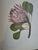 Arabella Roupell. Pioneer Artist of Cape Flowers. Limited Edition 493/625 by Allan Bird