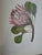 Arabella Roupell. Pioneer Artist of Cape Flowers. Limited Edition 493/625 by Allan Bird