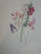 Arabella Roupell. Pioneer Artist of Cape Flowers. Limited Edition 493/625 by Allan Bird